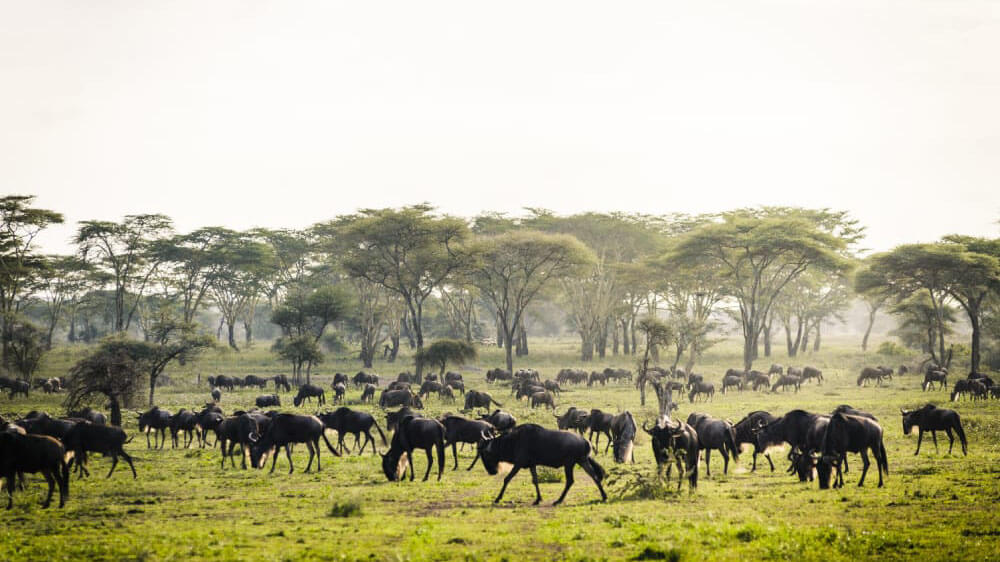 wildlife in kenya