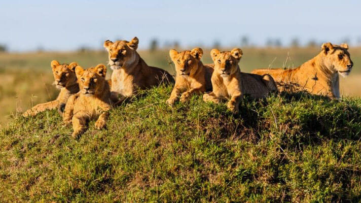 wildlife in kenya