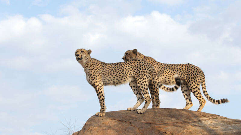 wildlife in kenya