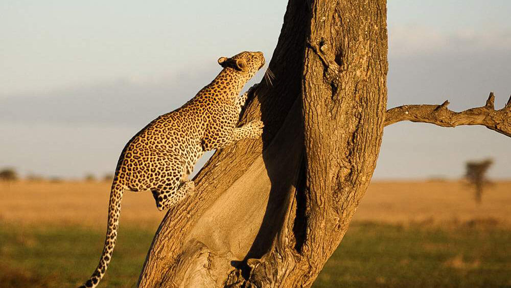 wildlife in kenya