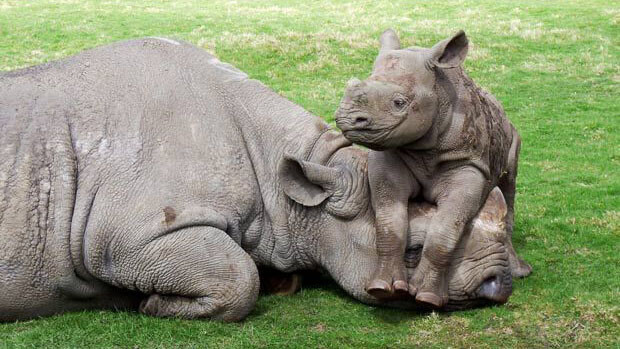 wildlife in kenya