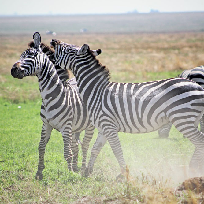 zebras in kenya
