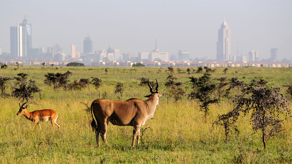 nairobi national park