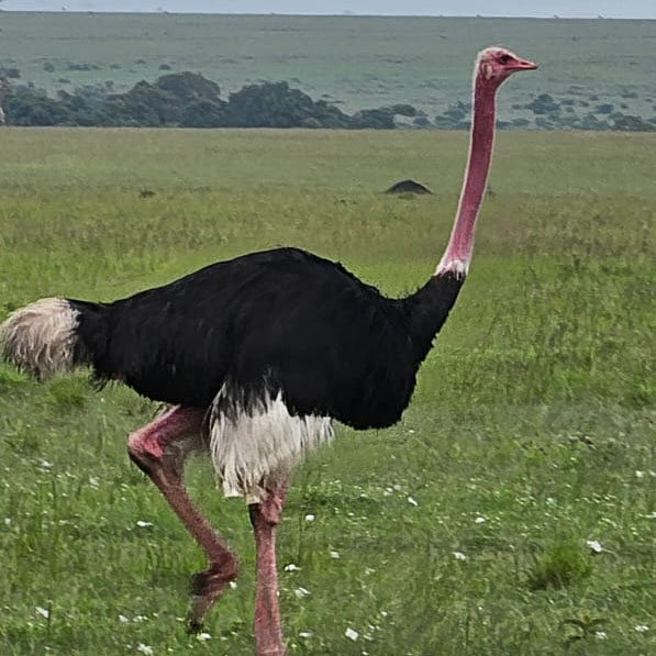 flamingo