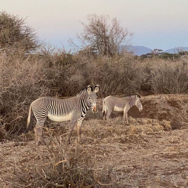 zebra