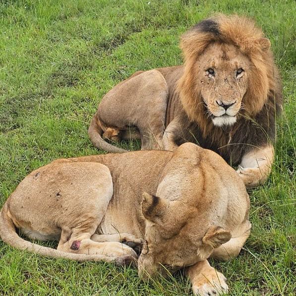 Lions in Tsavo