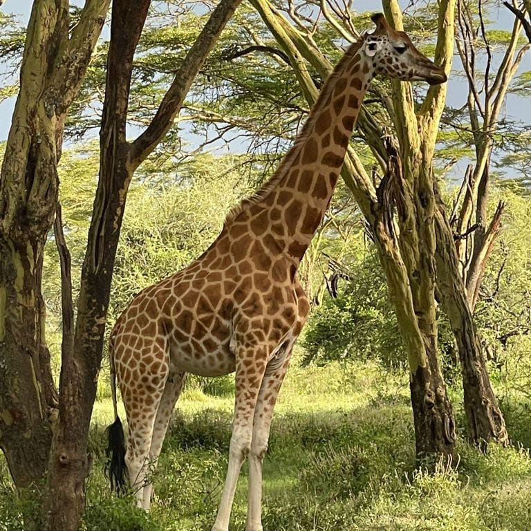 girafe