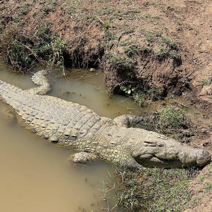 crocodile