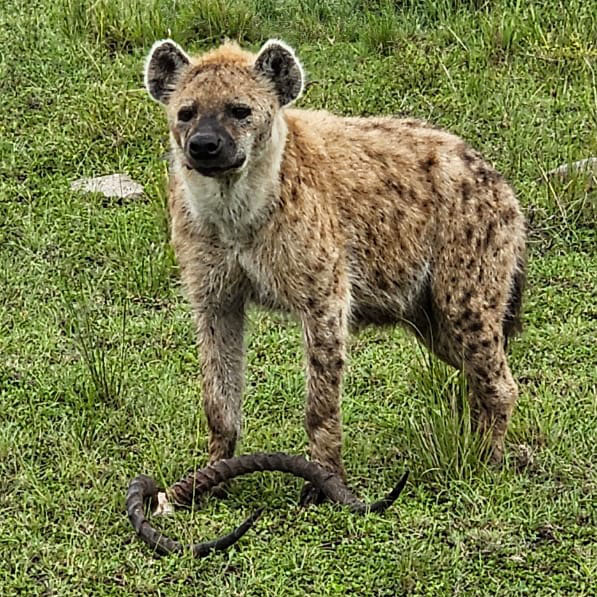 hyena