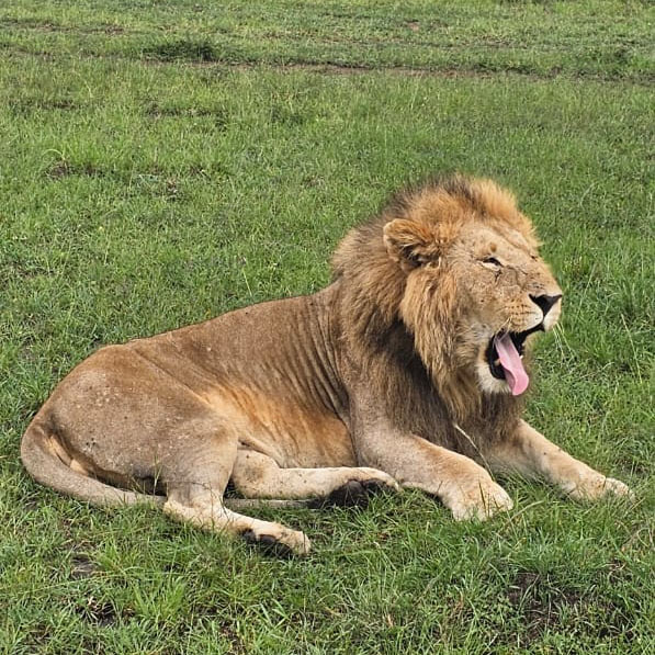 lion