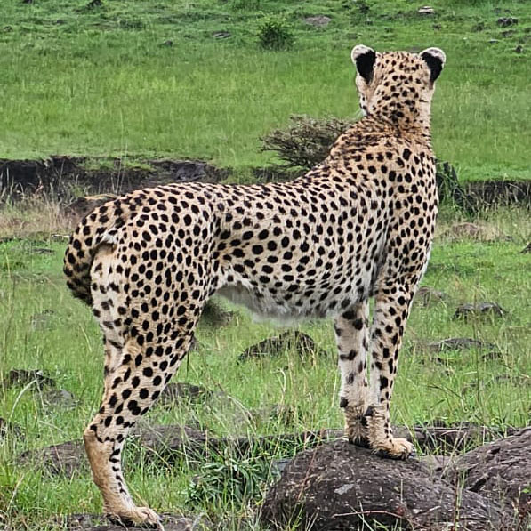 cheetah