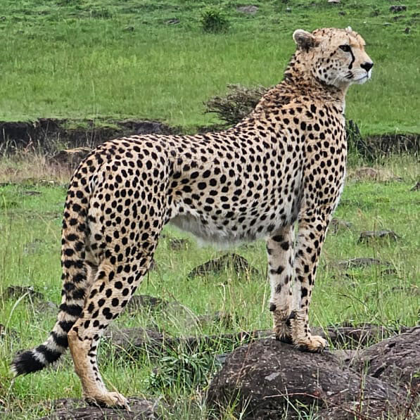 cheetah