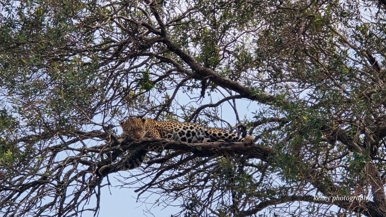 leopard resting