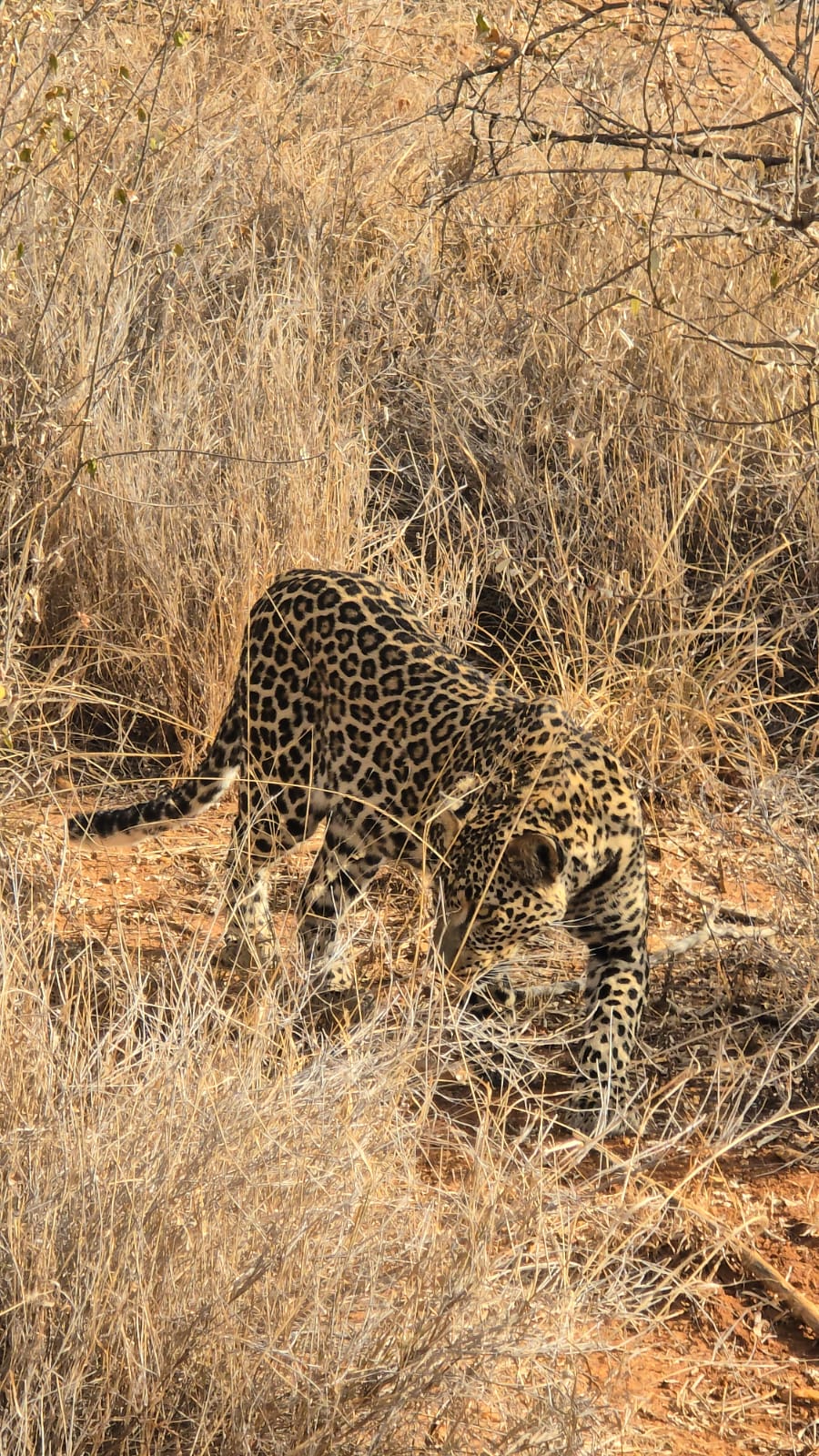 cheetah hunting
