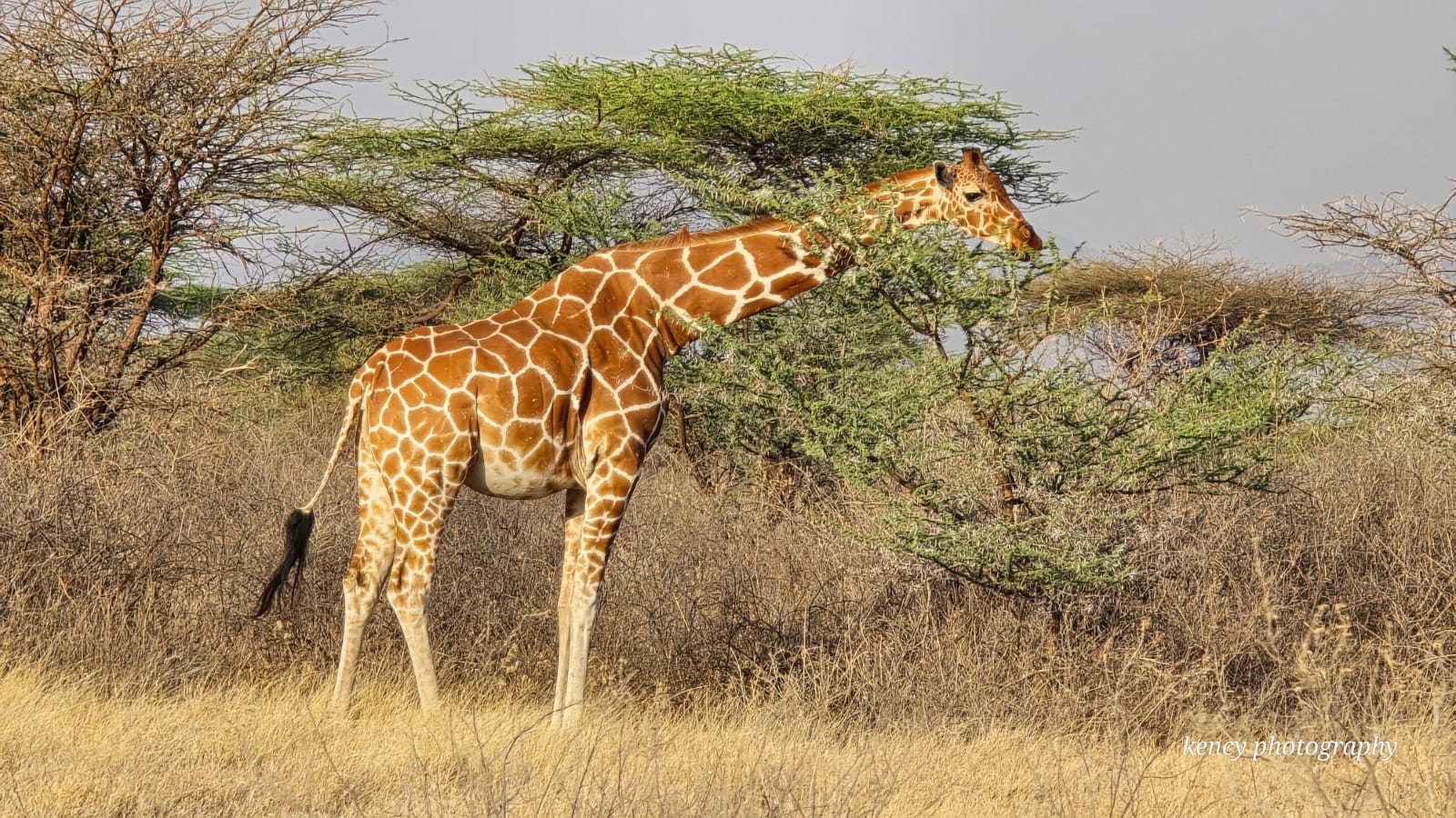 giraffe