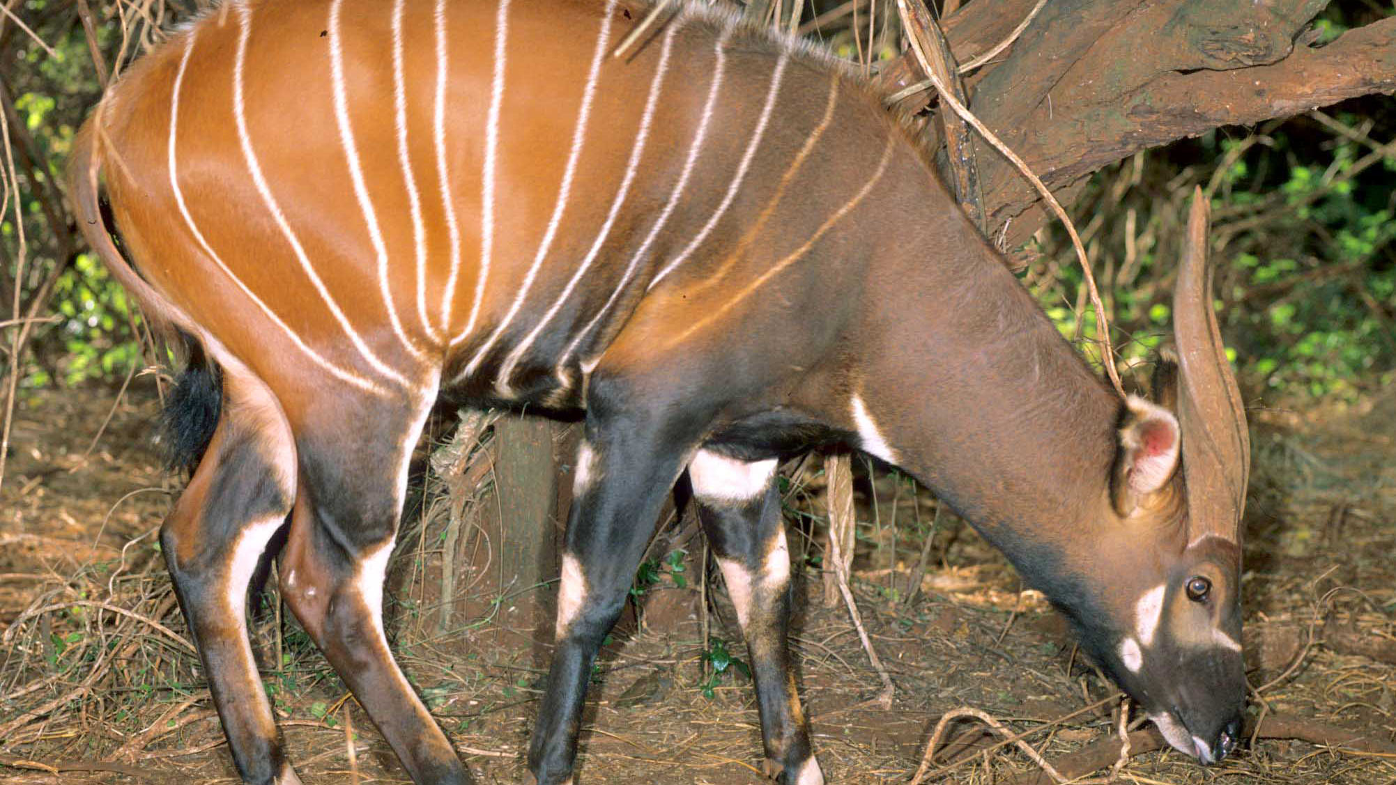 samburu