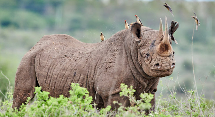 Rhino being pecked flees in Nairobi National Park
