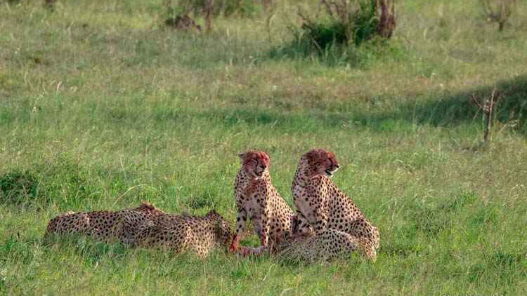 masai mara