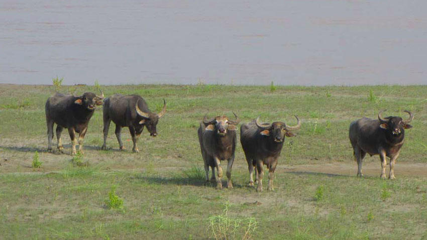 amboseli