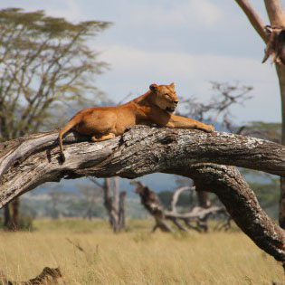 serengeti