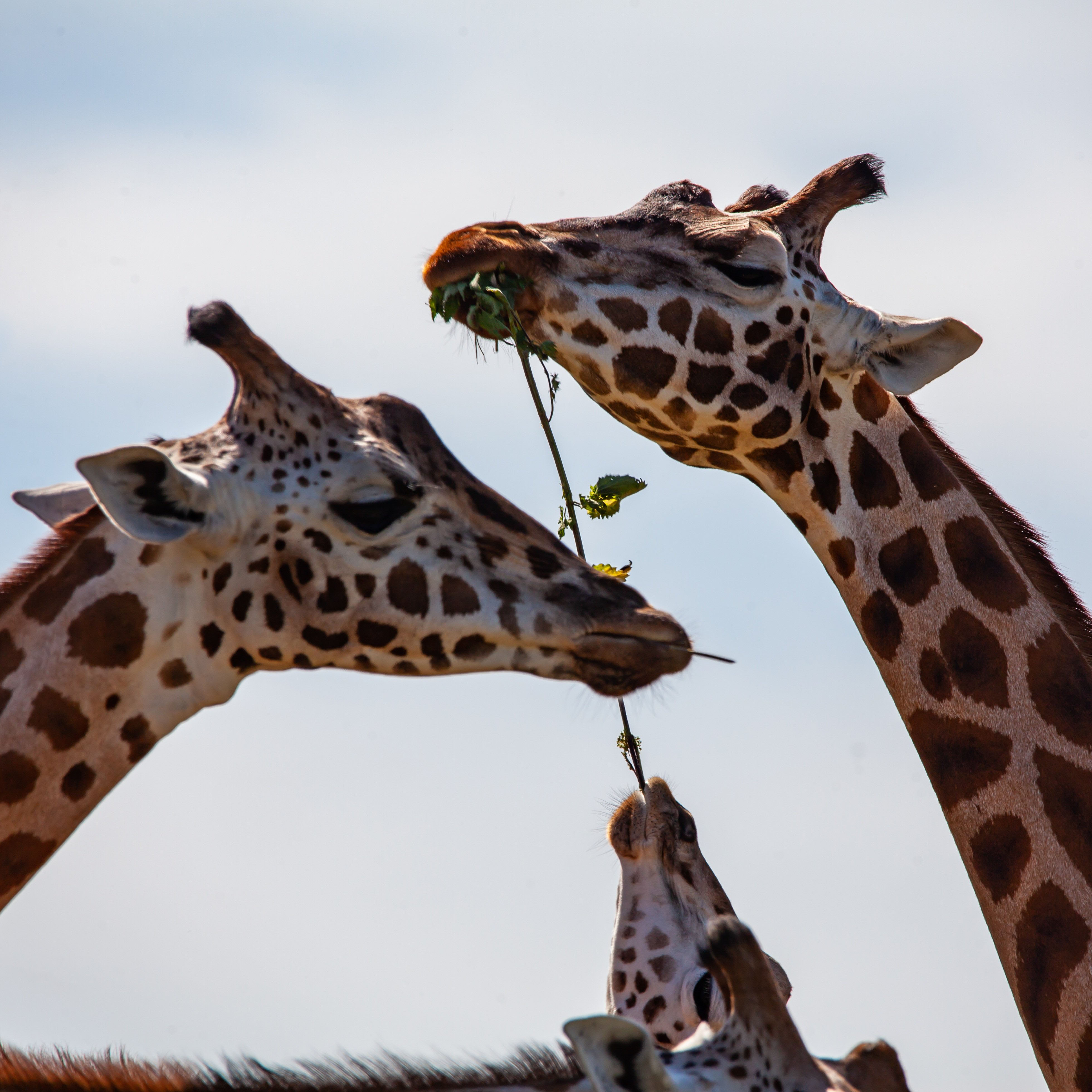 lake nakuru