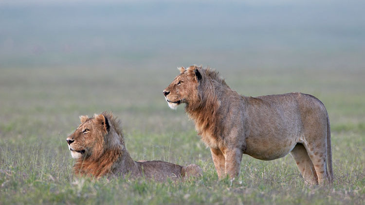 masai mara