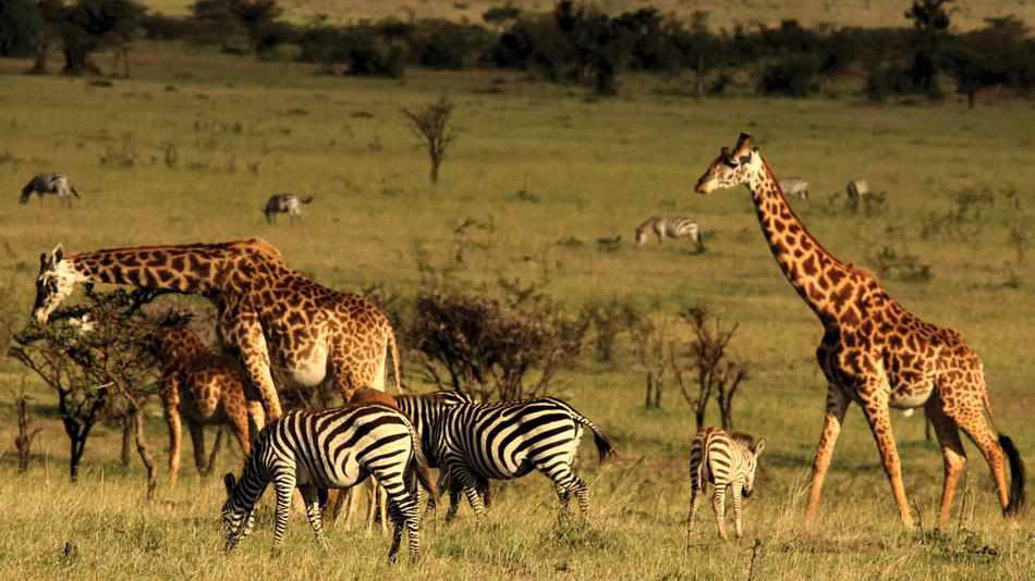 amboseli