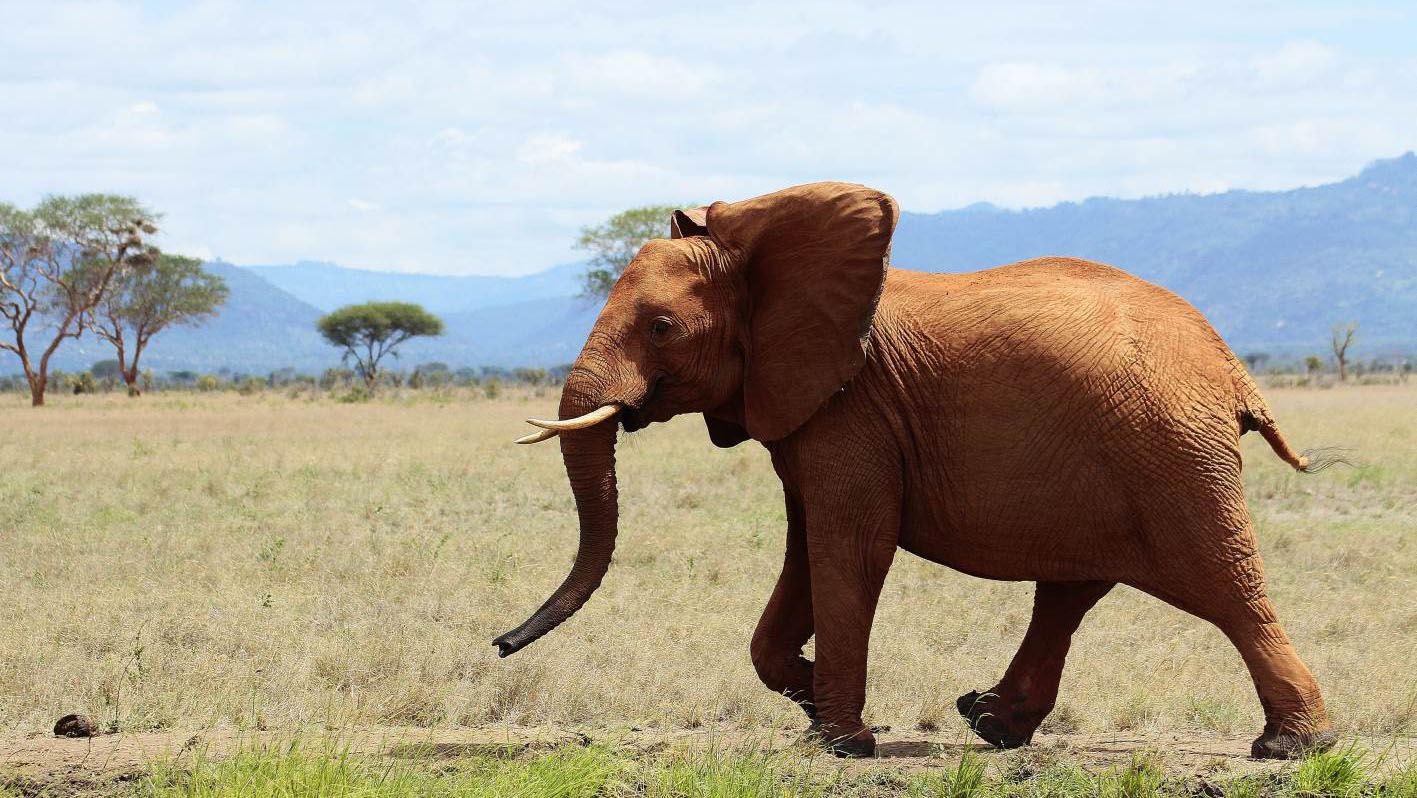 amboseli